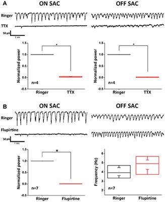 Corrigendum: A Novel Retinal Oscillation Mechanism in an Autosomal Dominant Photoreceptor Degeneration Mouse Model